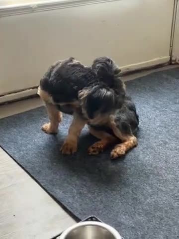 Morkie dogs for sale: Kash - Video 1
