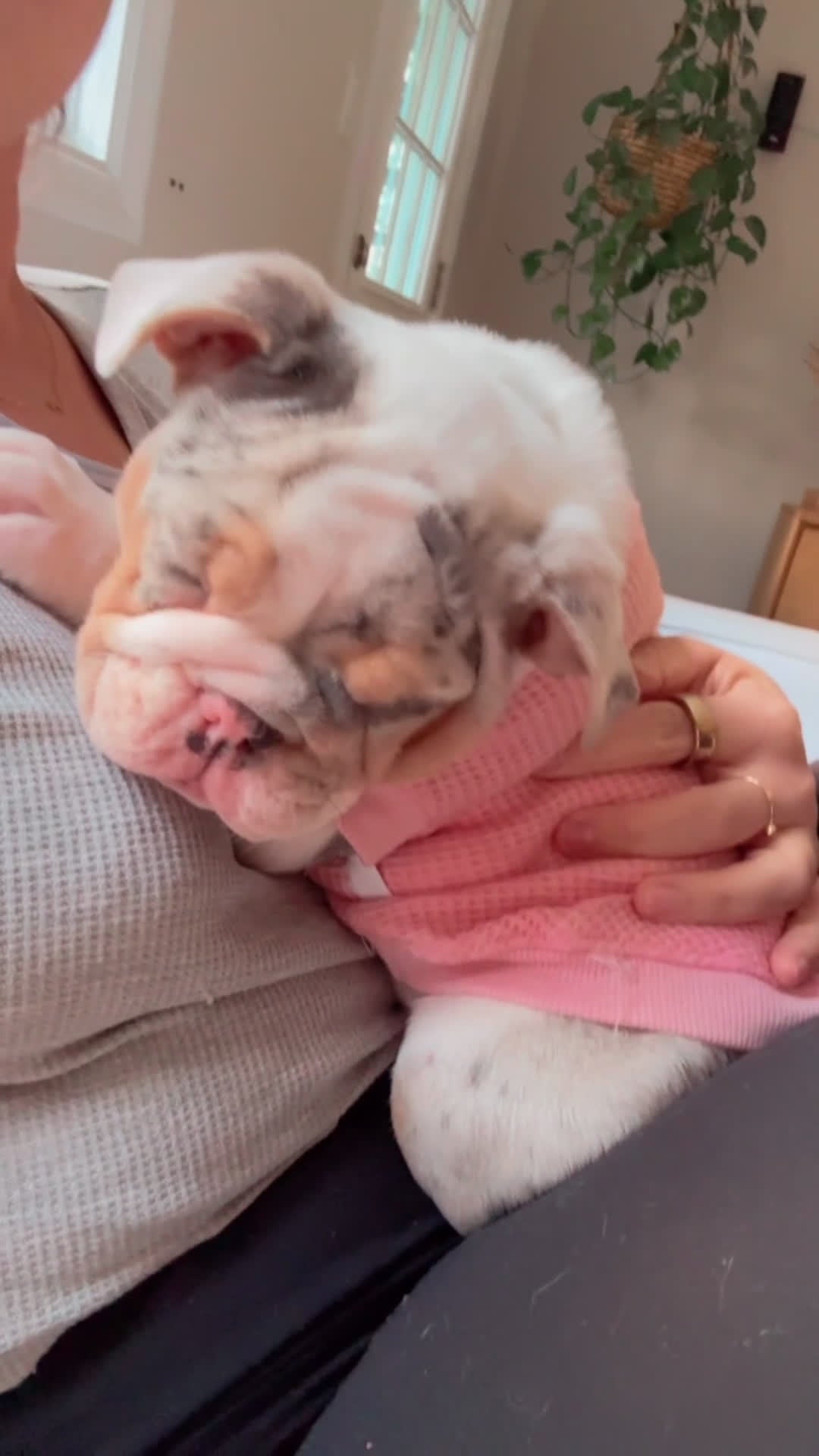 English Bulldog dogs for sale: Merle English Bulldog Puppy 1 - Video 2