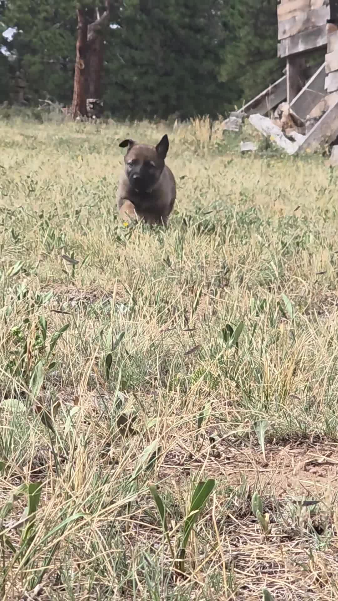 German Shepherd dogs for sale: Boy (White) - Video 1