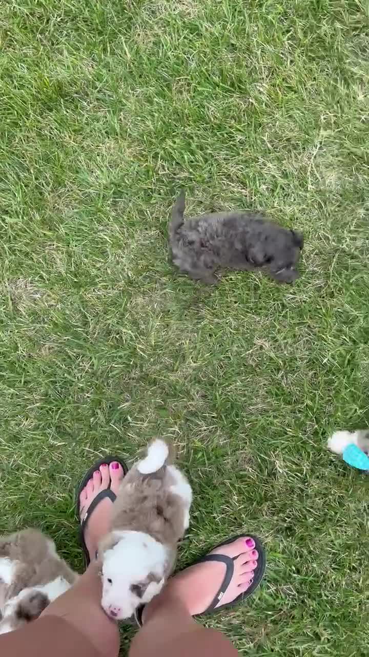 Mini Aussiedoodle dogs for sale: Mini Axel - Video 2