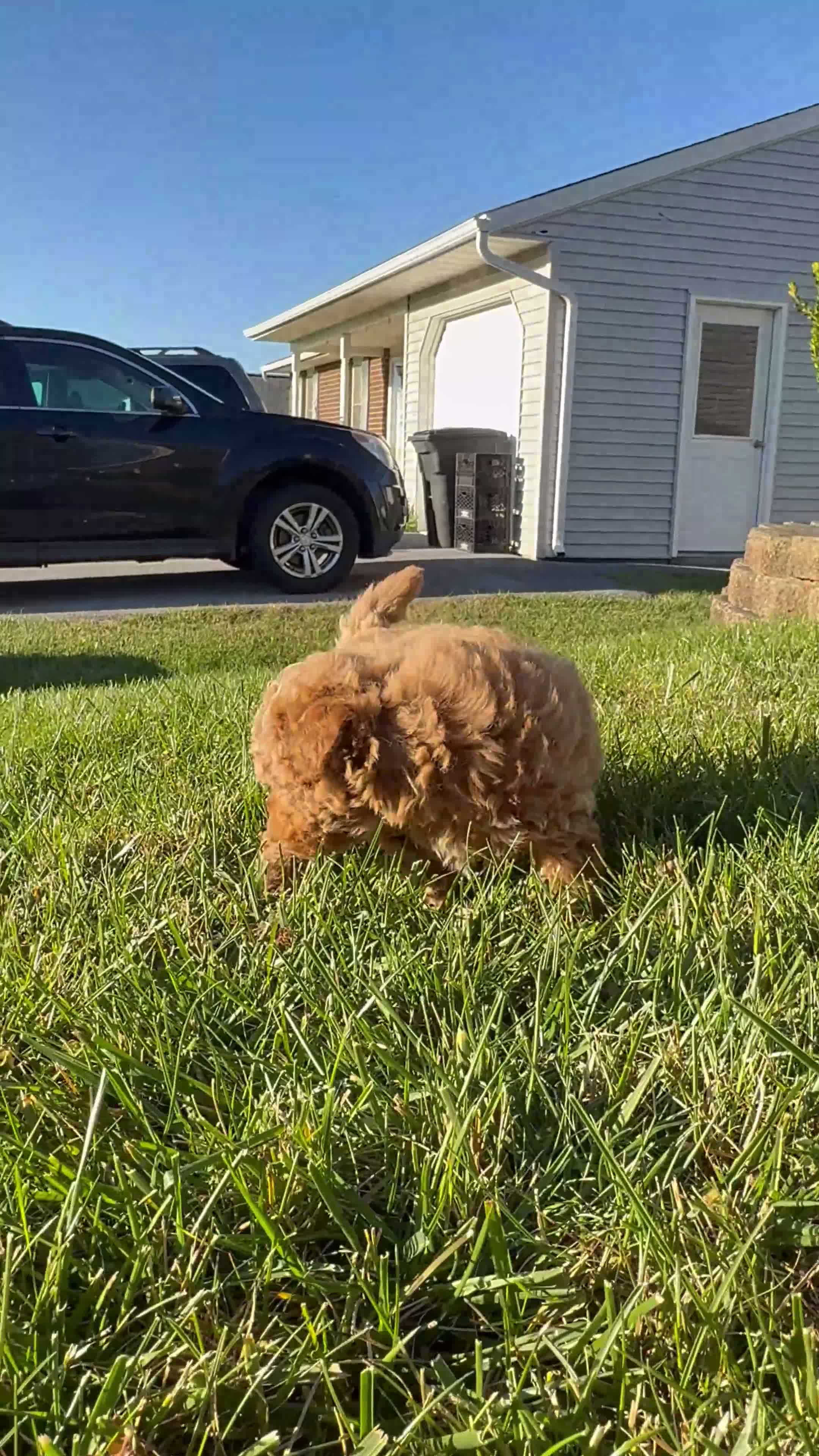 Bichpoo dogs for sale: Lucy - Video 1