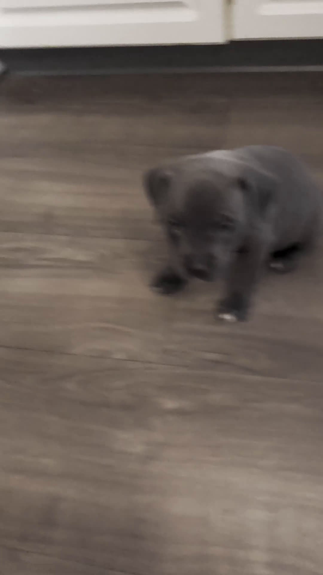 American Pit Bull Terrier dogs for sale: Buddy - Video 1