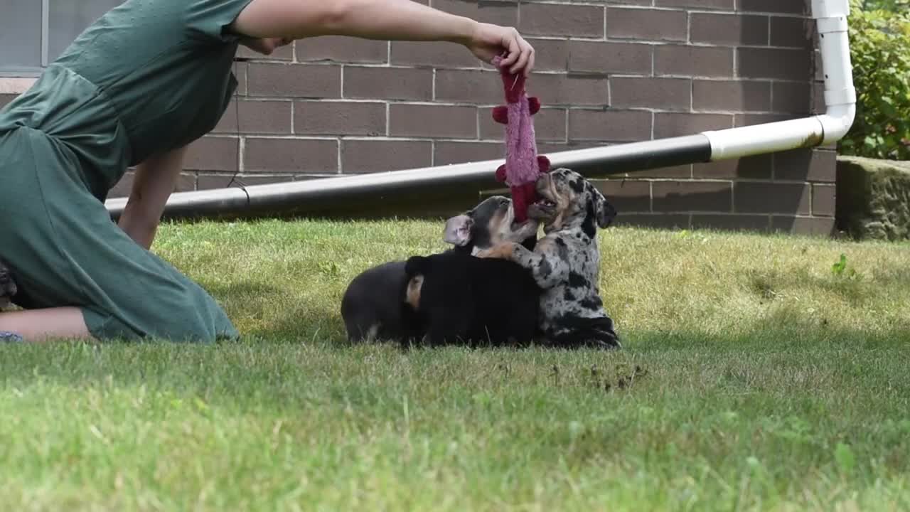 Beabull dogs for sale: Everett - Video 1