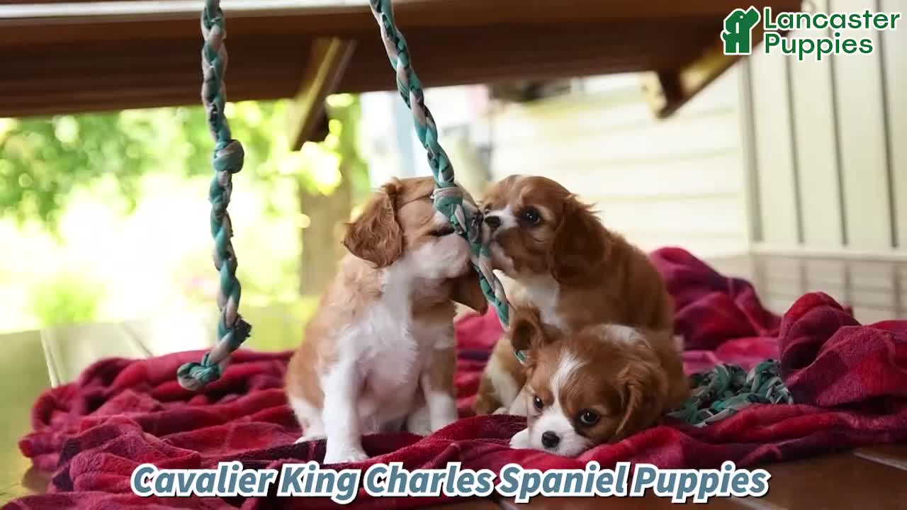 Cavalier King Charles Spaniel dogs for sale: Brody - Video 1