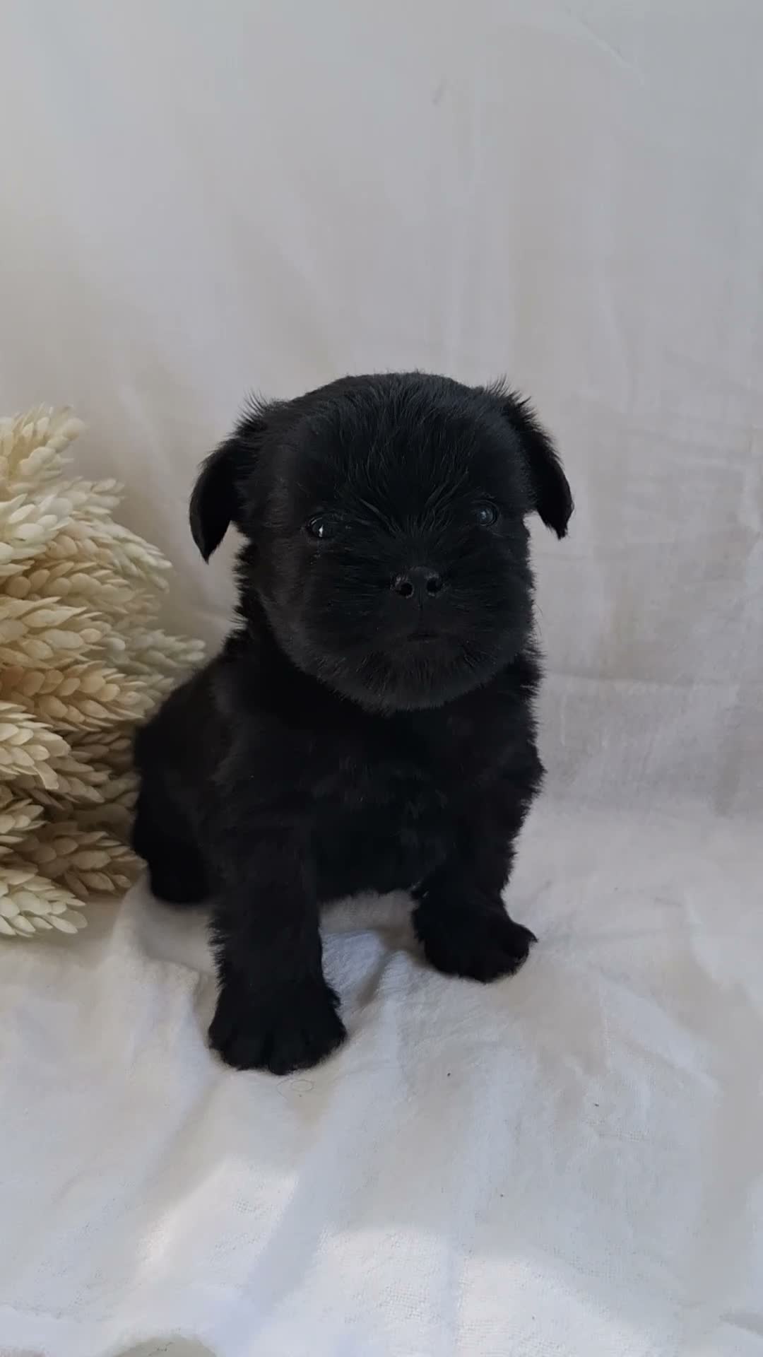 Affenpinscher dogs for sale: LLW JEFFERY - Video 1