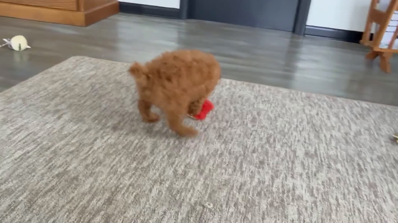 Toy Poodle dogs for sale: Tucker - Video 1