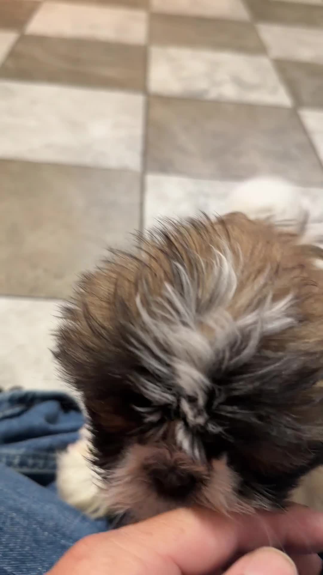 Shih Tzu dogs for sale: Cooper - Video 1