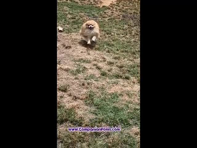 Pomeranian dogs for sale: Muffin - 1 year old Champion Sired - Video 1