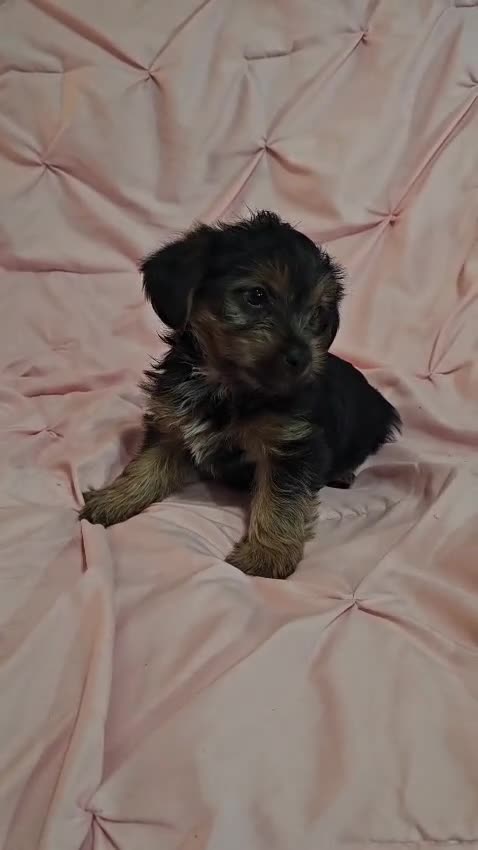 Yorkshire Terrier dogs for sale: PIXIE-POTTY AND CRATE TRAINED - Video 1