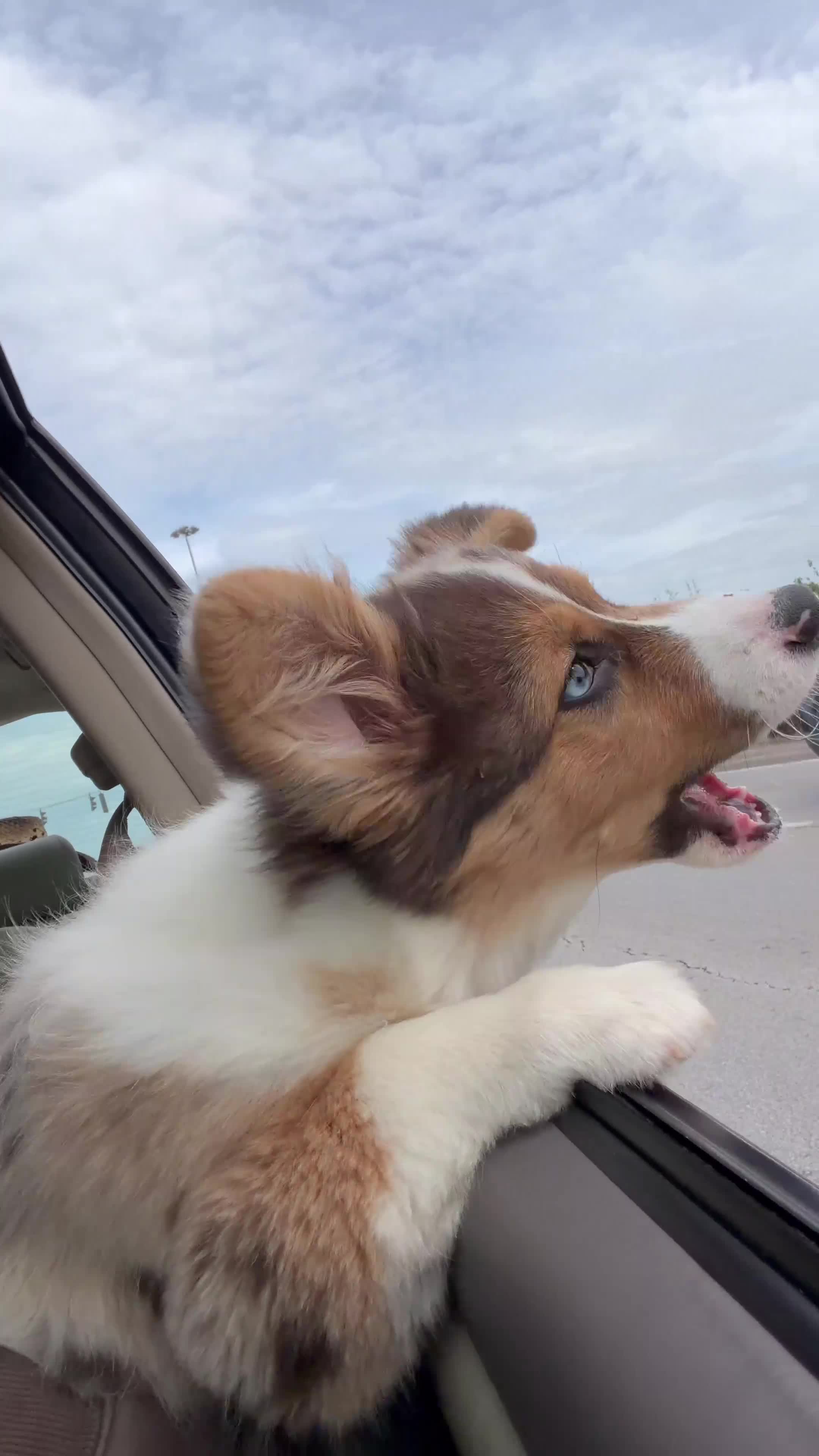 American Corgi dogs for sale: American Corgi Puppy 1 - Video 1