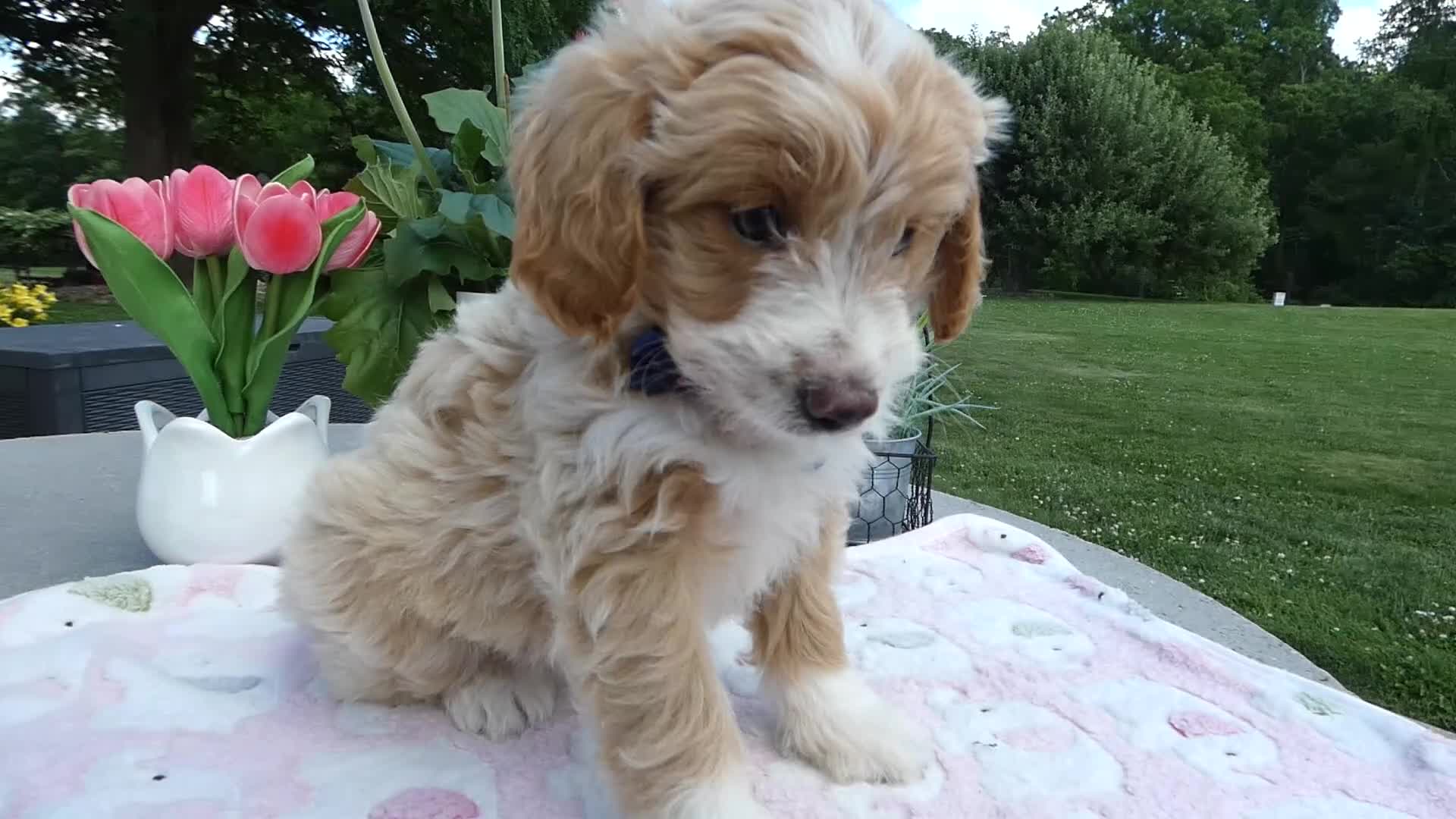 Mini Aussiedoodle dogs for sale: Mini Aussiedoodle 7 Johnny - Video 1