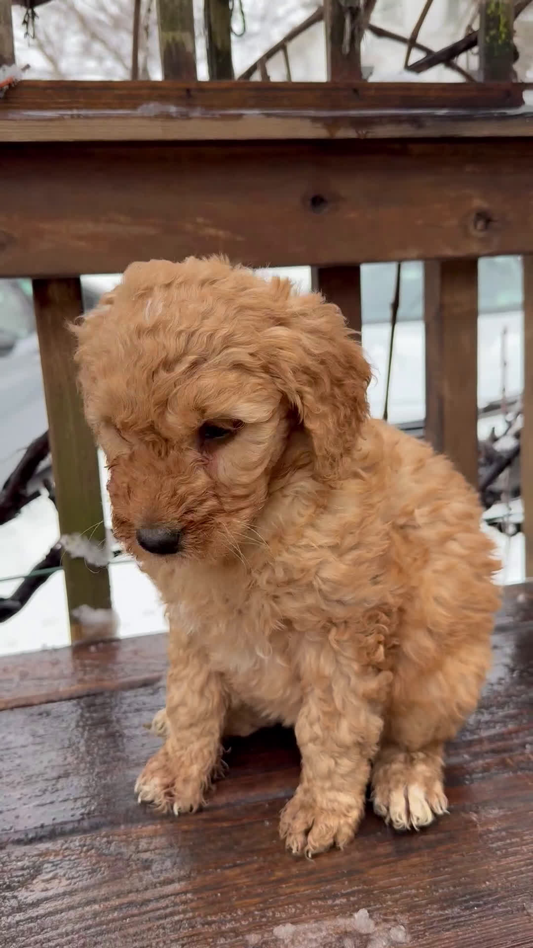 Goldendoodle dogs for sale: Caramel  - Video 2