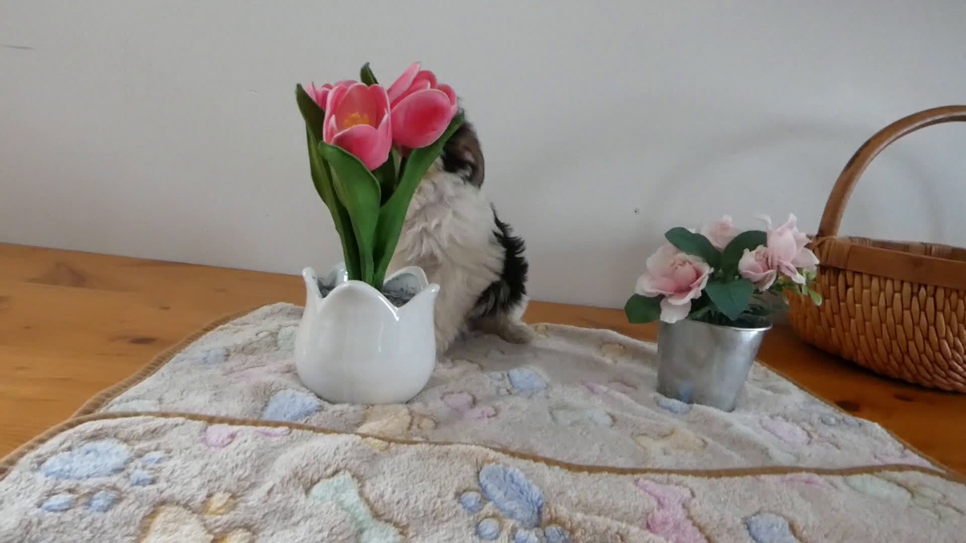 Morkie dogs for sale: Morkie Puppy 2 Malone - Video 1