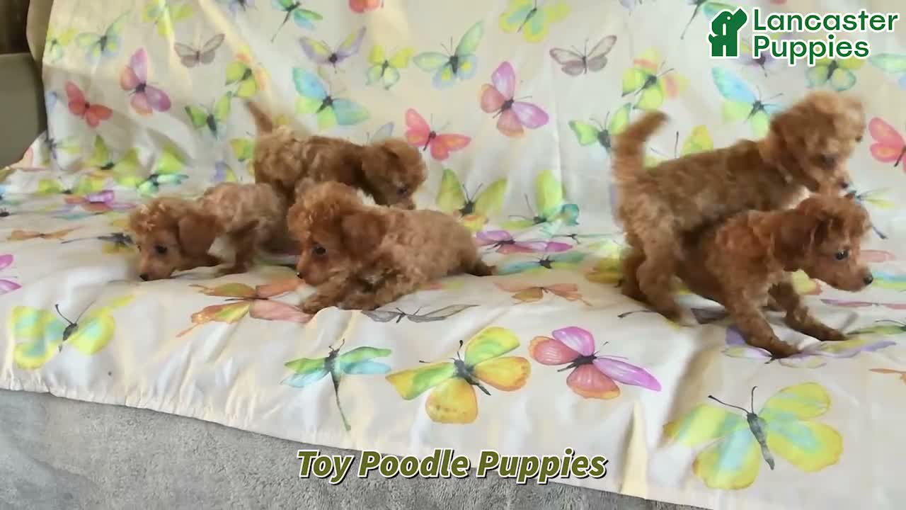 Toy Poodle dogs for sale: Dorothy - Video 1