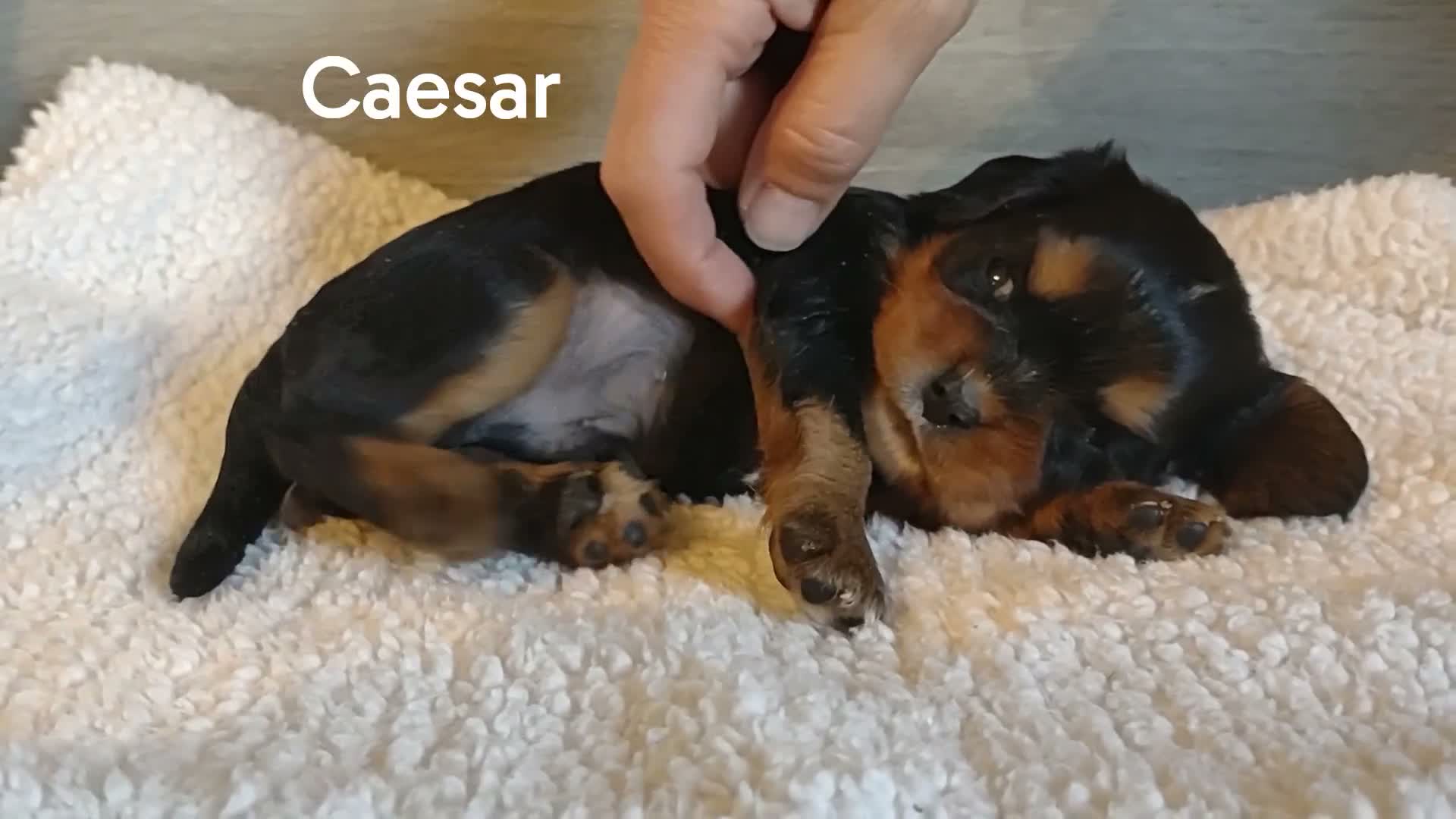 King Charles Spaniel dogs for sale: King Charles Spaniel 1 Caesar - Video 2