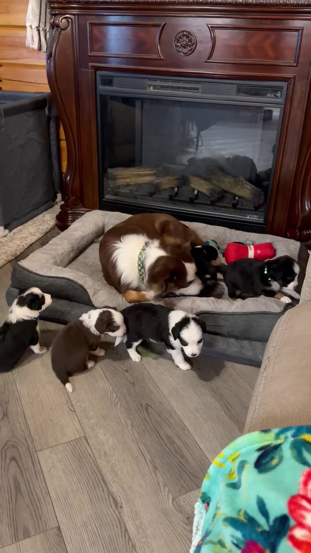 Mixed Breed dogs for sale: Mixed Breed 7 - Video 1