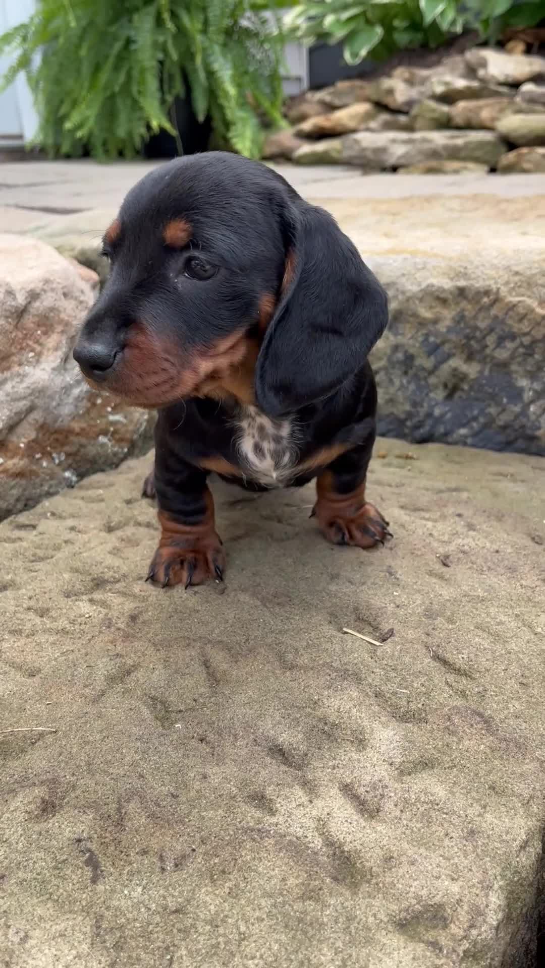 Miniature Dachshund dogs for sale: Gage - Video 1
