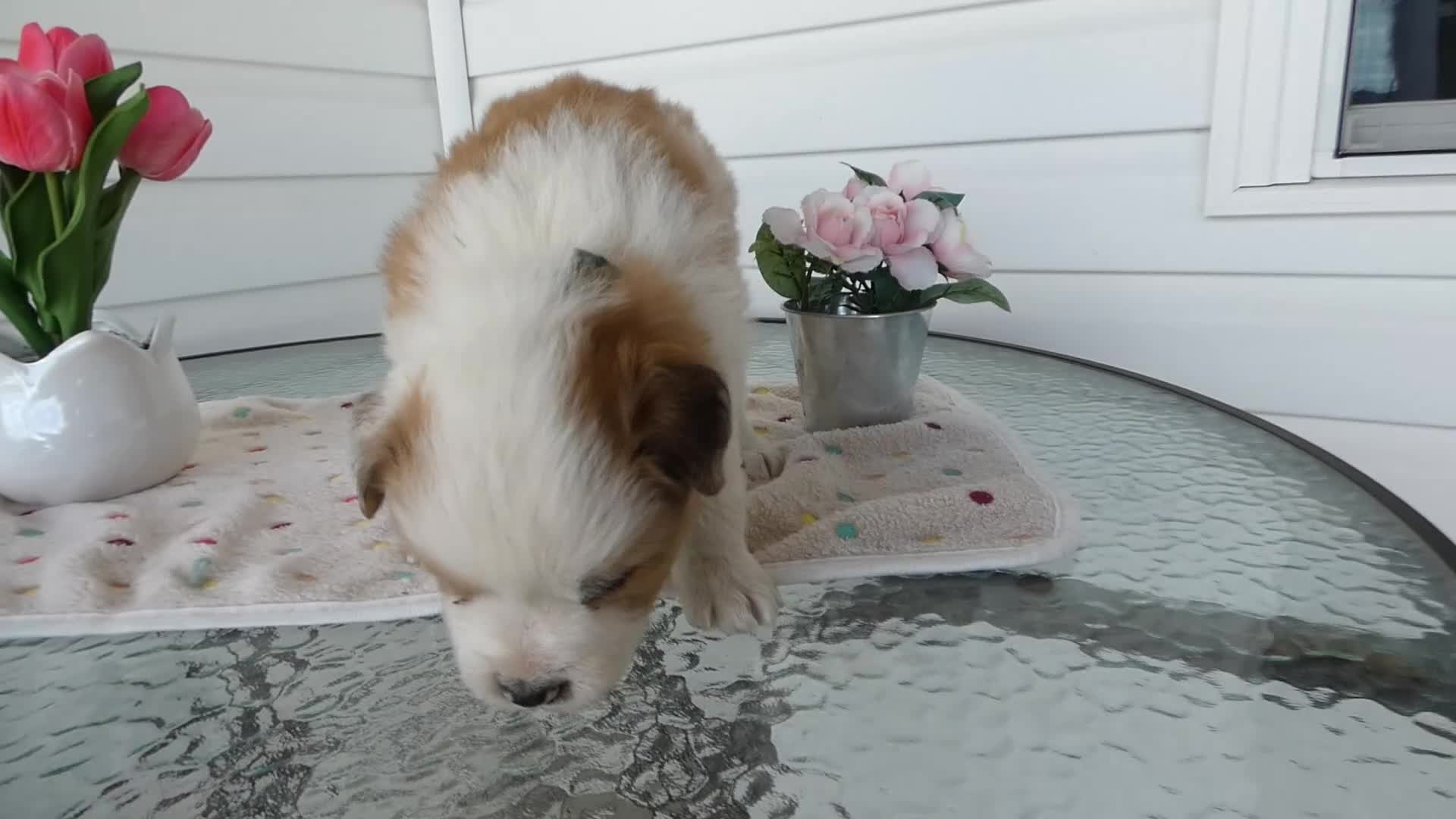 Border Collie dogs for sale: Border Collie Puppy 4 Kato - Video 1