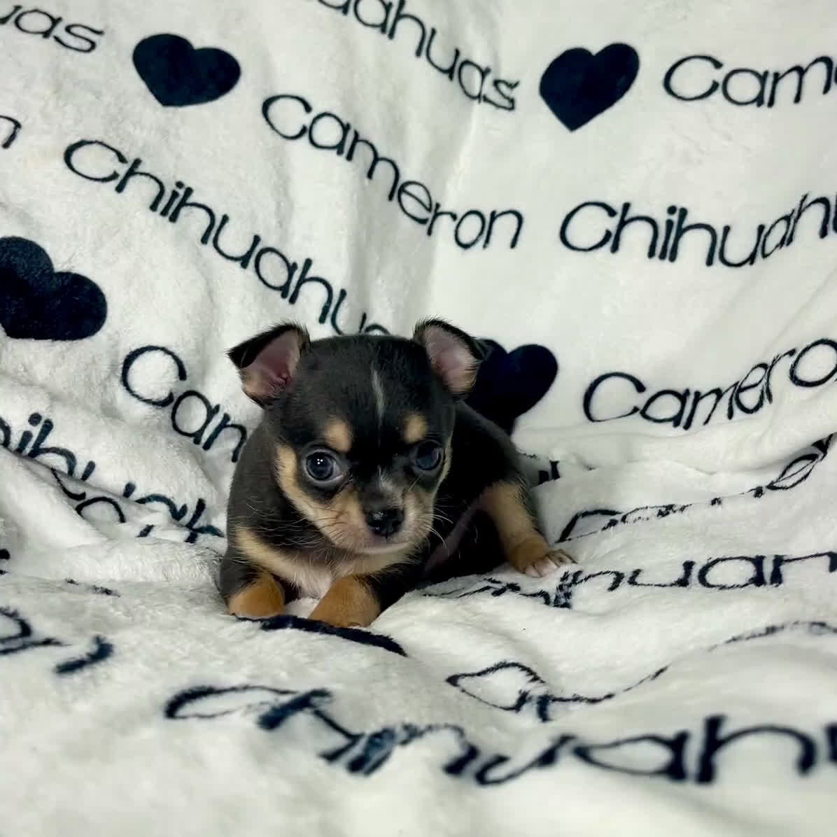 Chihuahua dogs for sale: Tiny Apollo Short Coat Tri - Video 1