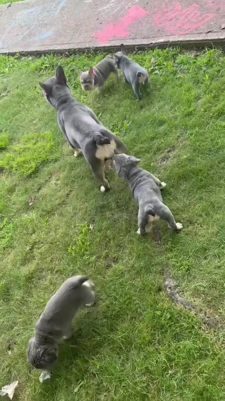 French Bulldog dogs for sale: Casanova - Video 1