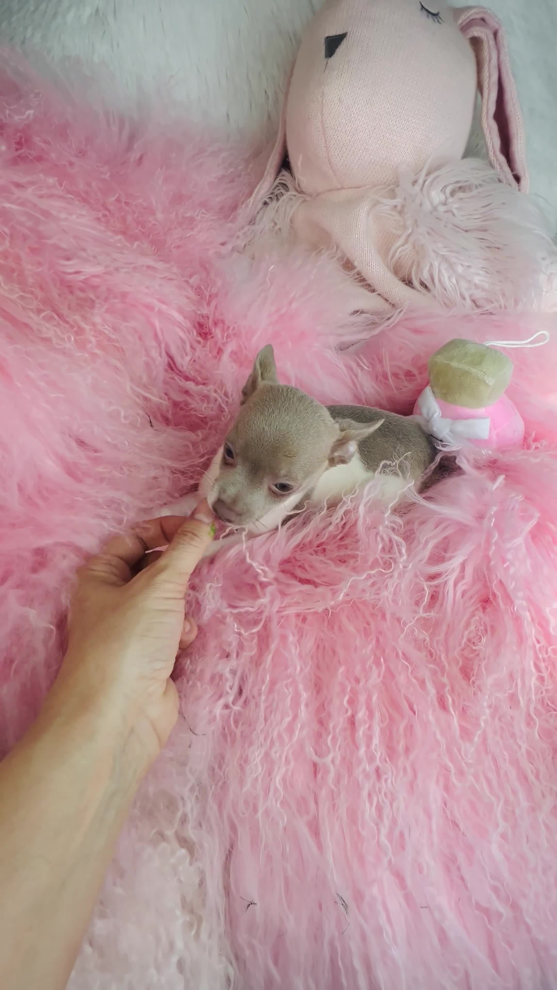Chihuahua dogs for sale: Chihuahua Puppy 1 - Video 1