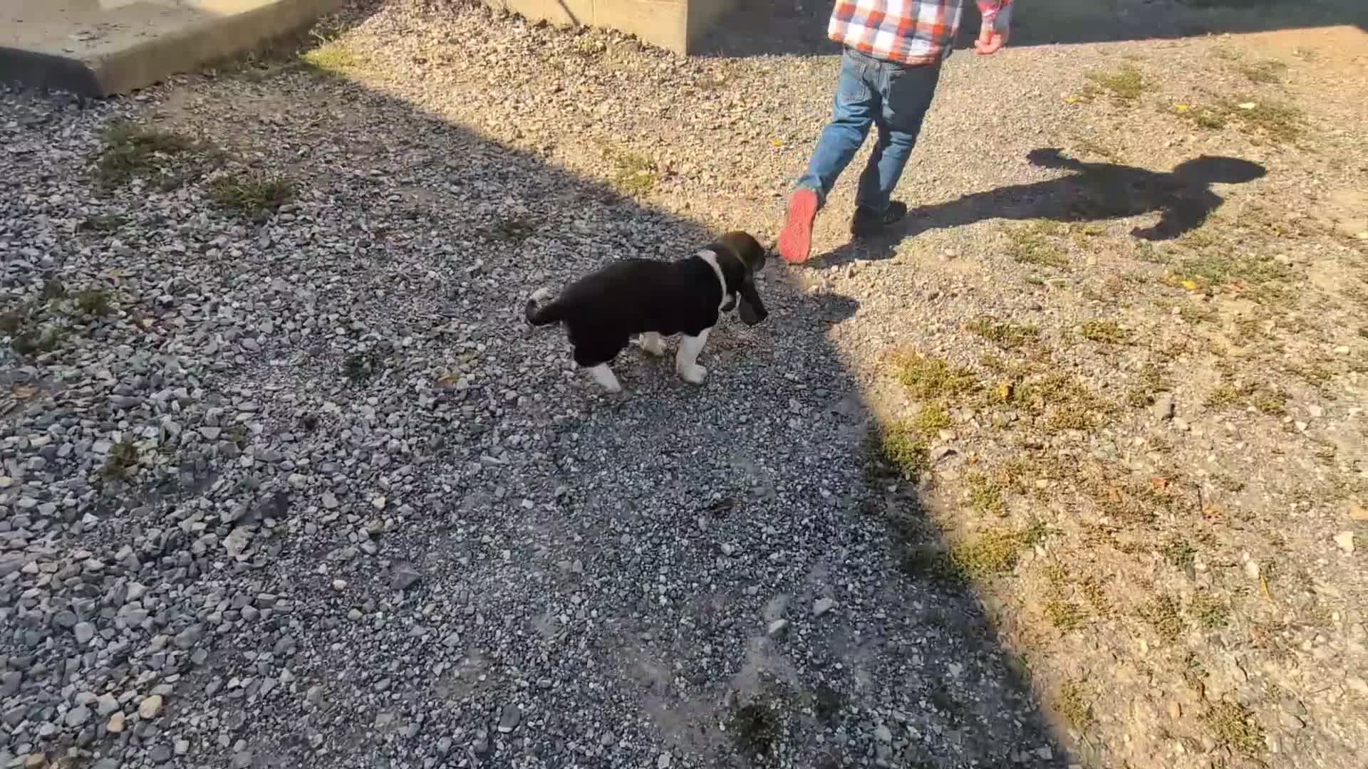 Basset Hound dogs for sale: Ginger - Video 1
