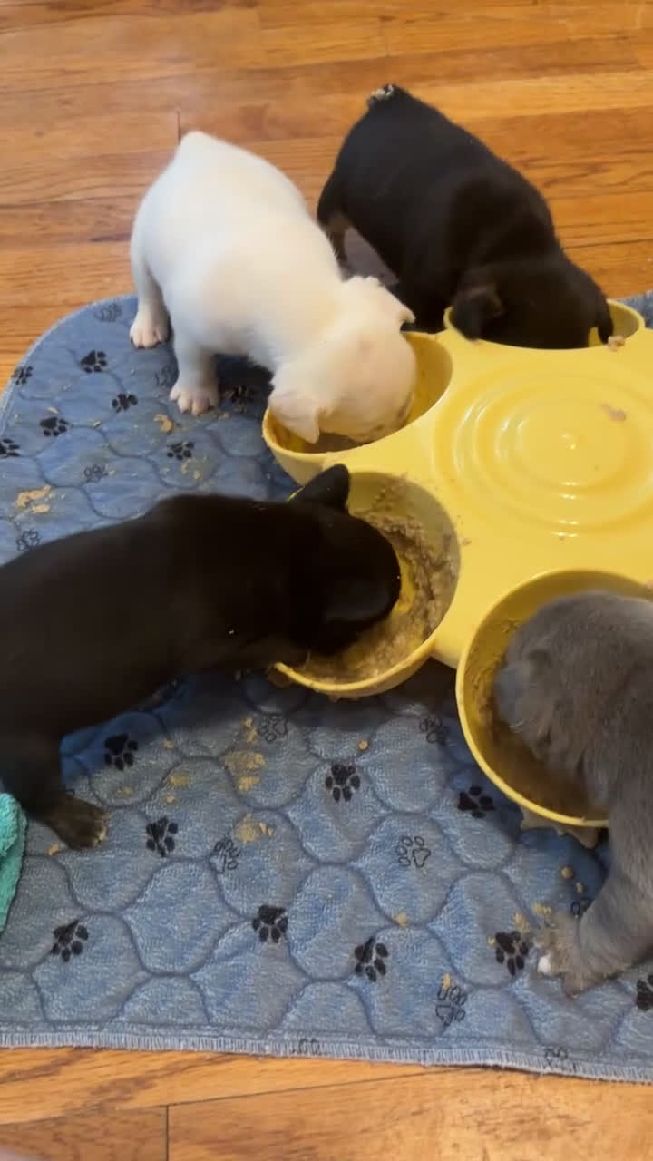 French Bulldog dogs for sale: French Bulldog Puppy 1 - Video 1