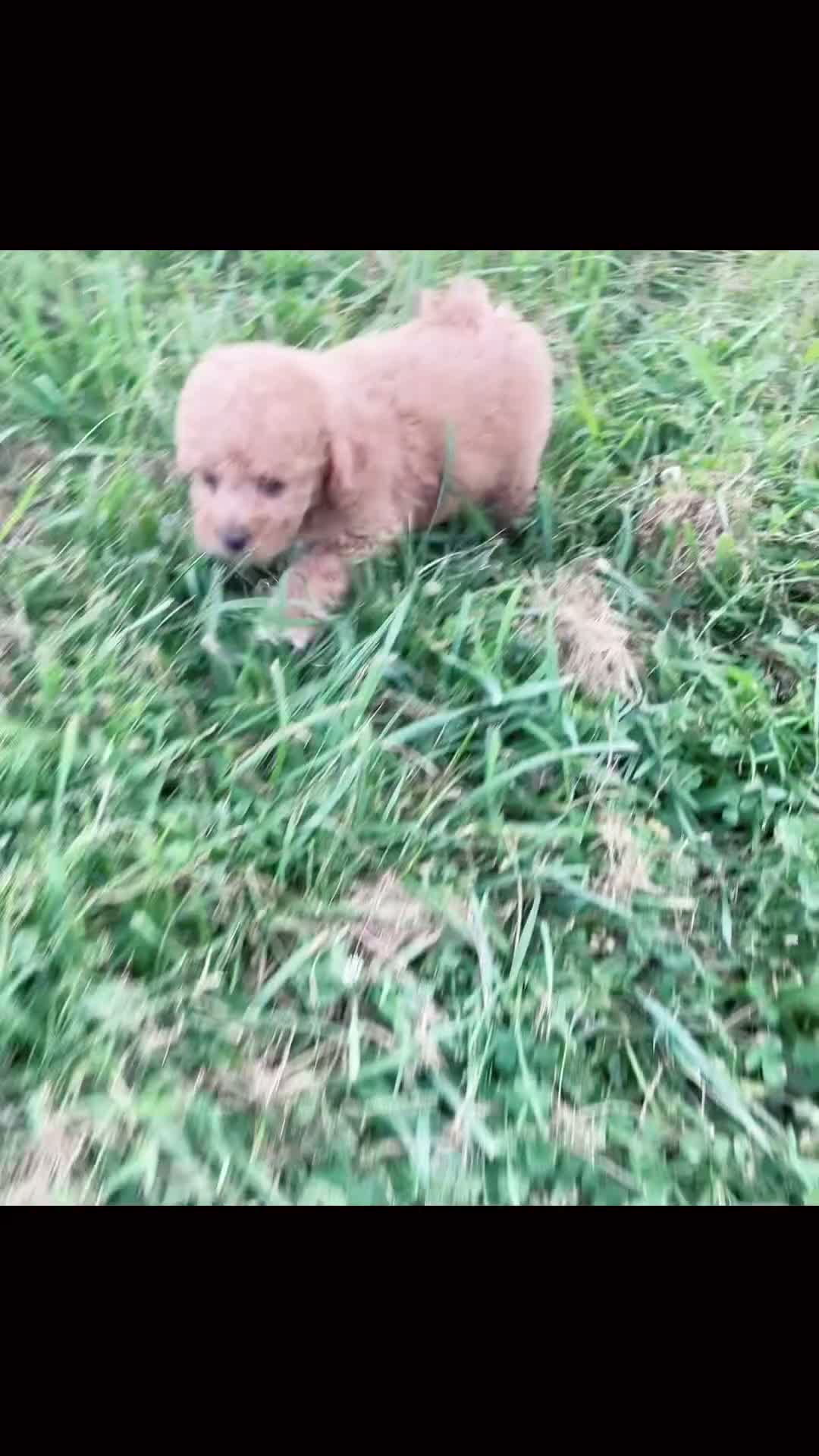 Maltipoo dogs for sale: Tulip F1B - Video 1