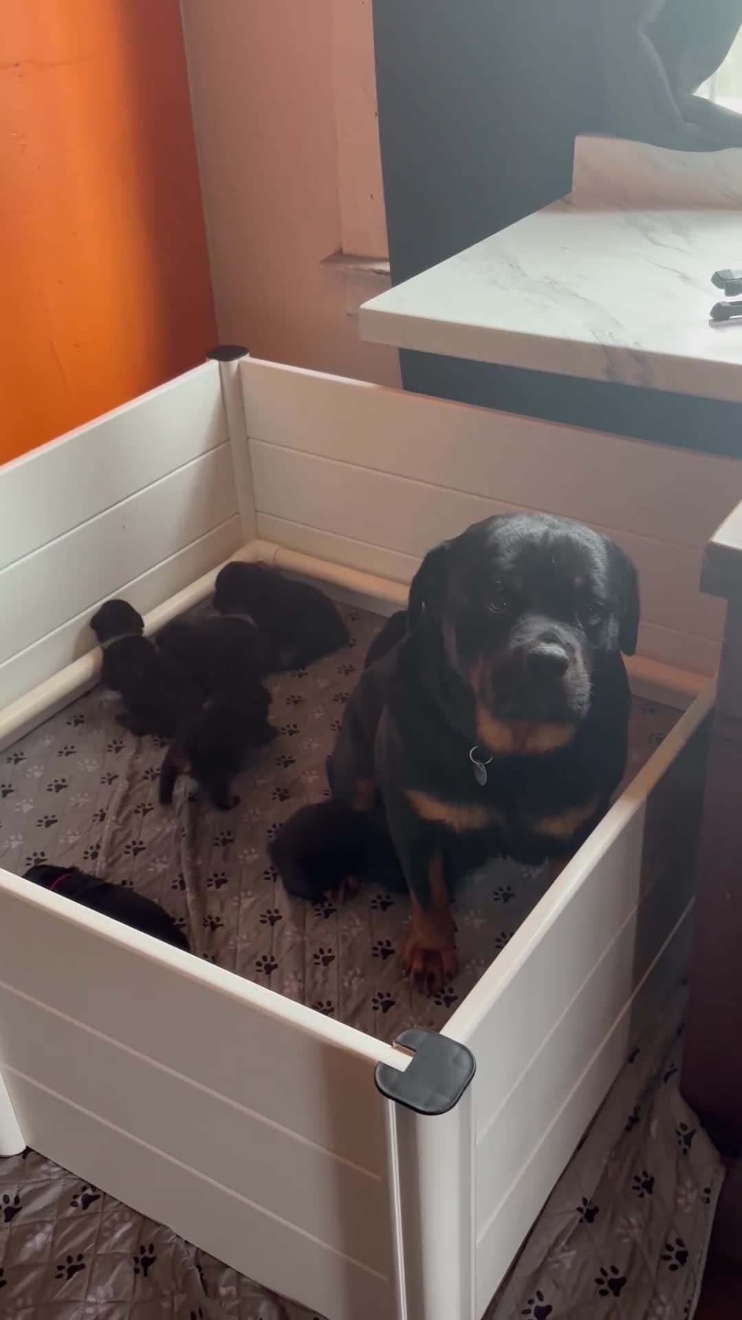 Rottweiler dogs for sale: Rottweiler Puppy 4 - Video 2