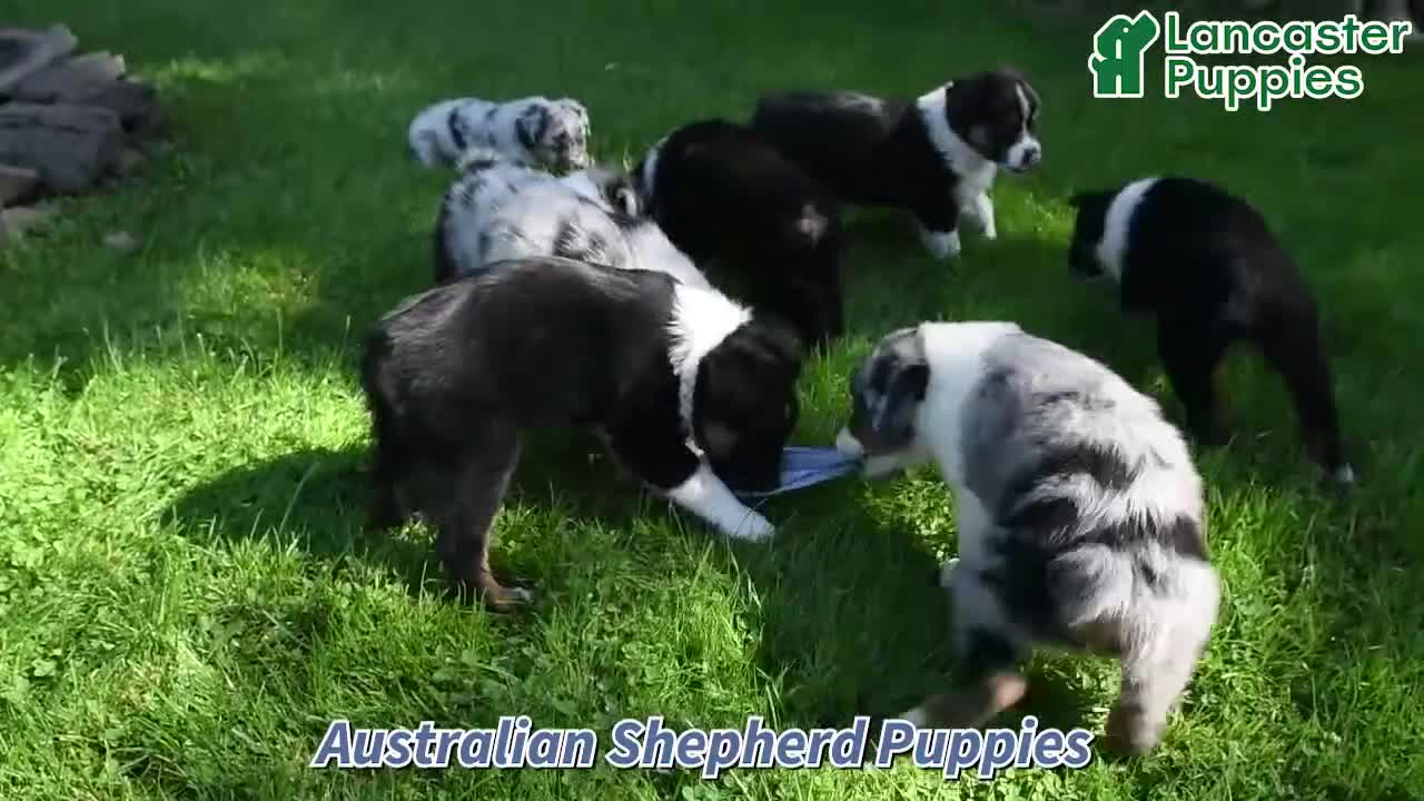 Australian Shepherd dogs for sale: Tim - Video 1