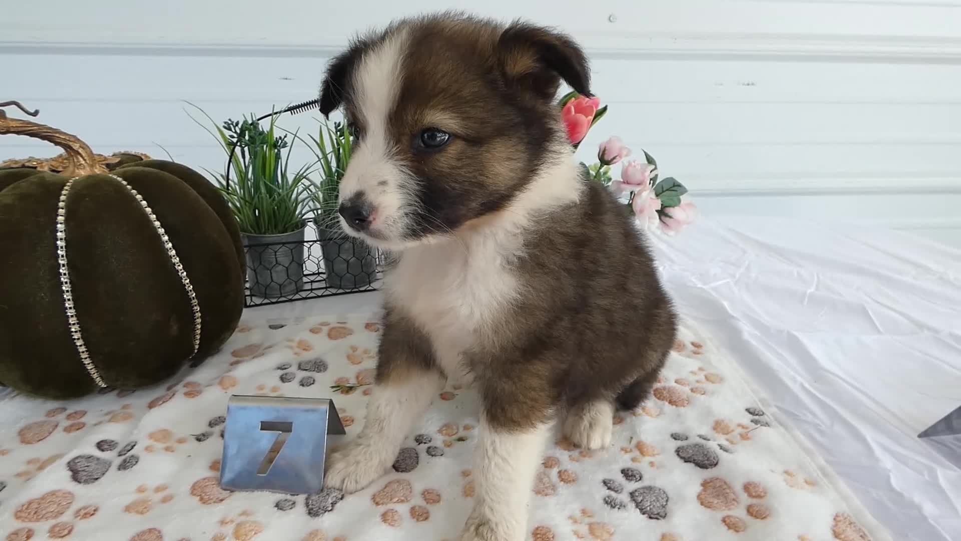 Mixed Breed dogs for sale: Mixed Breed 7 Bella - Video 1