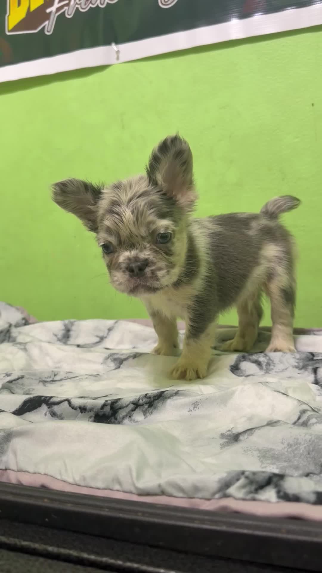 French Bulldog dogs for sale: French Bulldog 3 Casper  - Video 1
