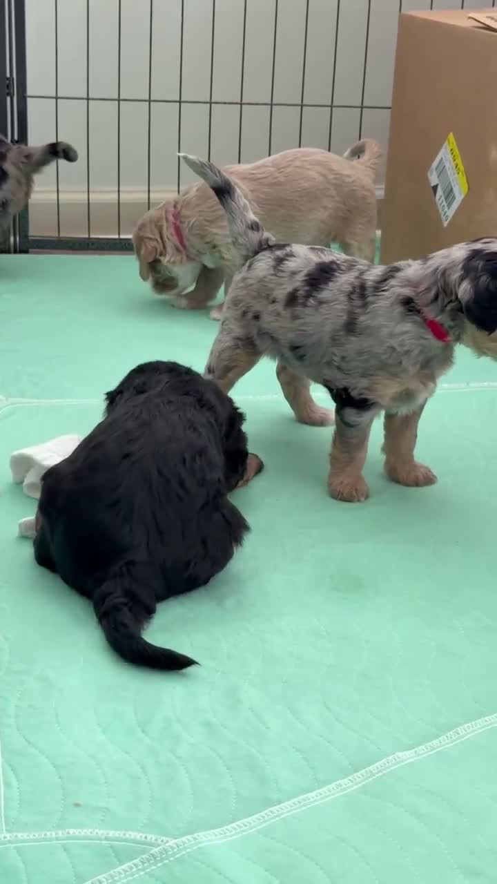 Mini Goldendoodle dogs for sale: Red Female, Goldendoodle 4 - Video 1