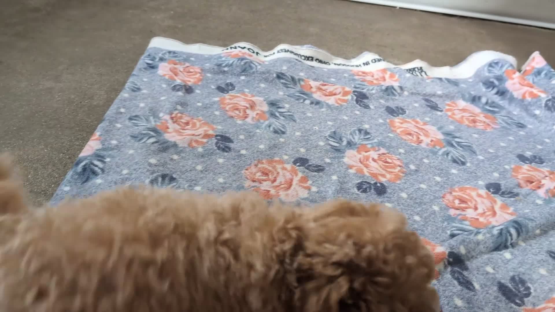 Maltipoo dogs for sale: Reese 8 lbs Full Grown - Video 1
