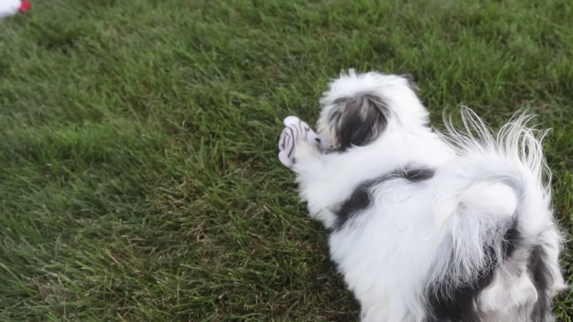 Havanese dogs for sale: Twila Havanese Puppy  - Video 1