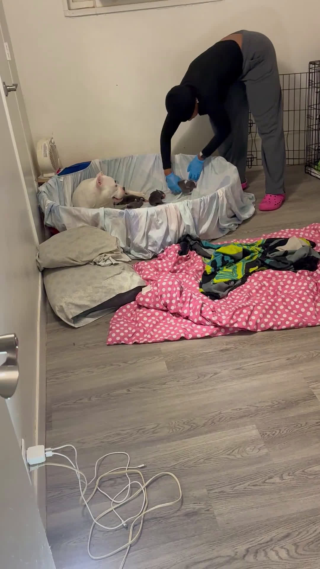 American Bully dogs for sale: American Bully Puppy 7 - Video 1