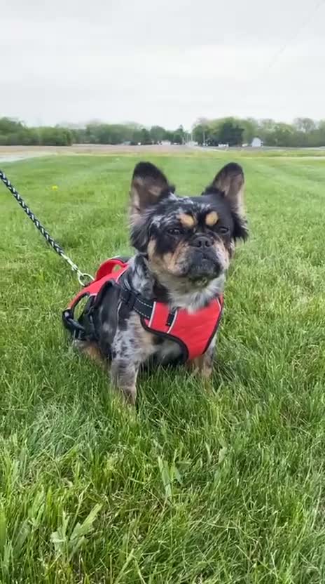 French Bulldog dogs for sale: French Bulldog 3 - Video 2