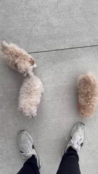 Maltipoo dogs for sale: Maggie - Video 2