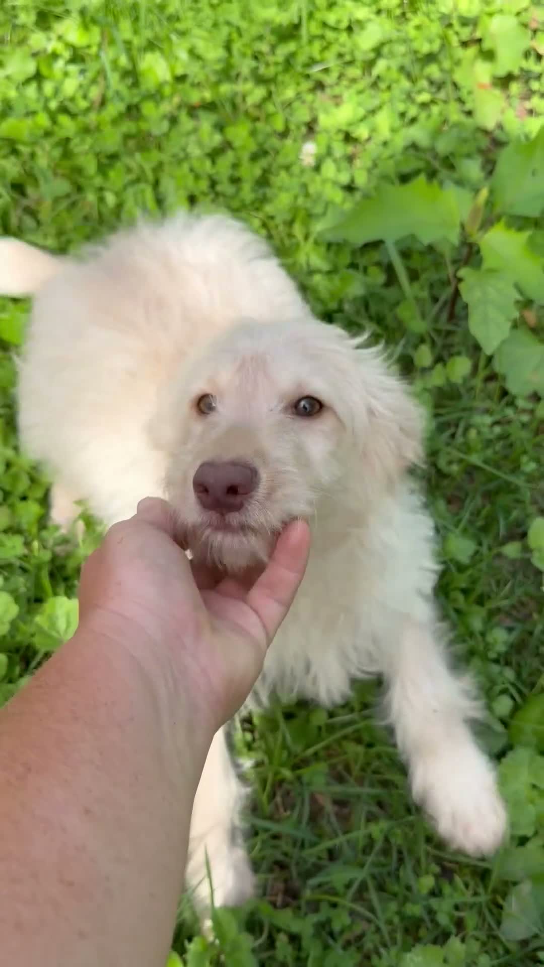 Mini Goldendoodle dogs for sale: Flynn - Video 1