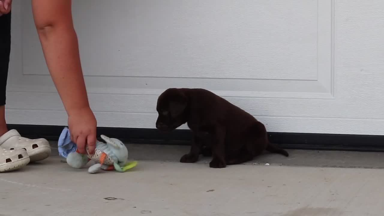 Labrador Retriever dogs for sale: Scout - Video 1