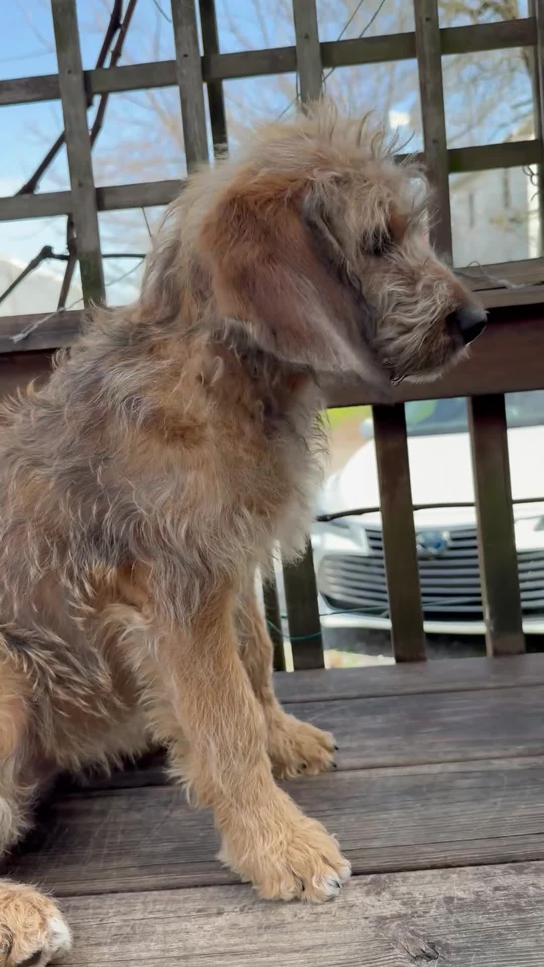 Mixed Breed dogs for sale: Sofie - Video 2