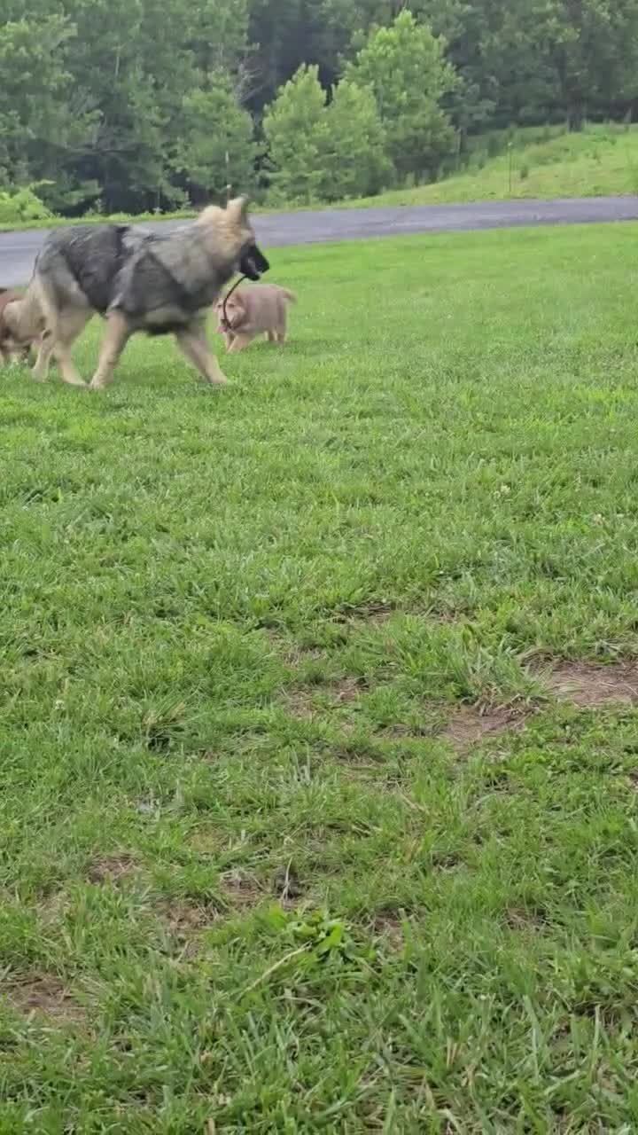 German Shepherd dogs for sale: German Shepherd 2 - Video 1
