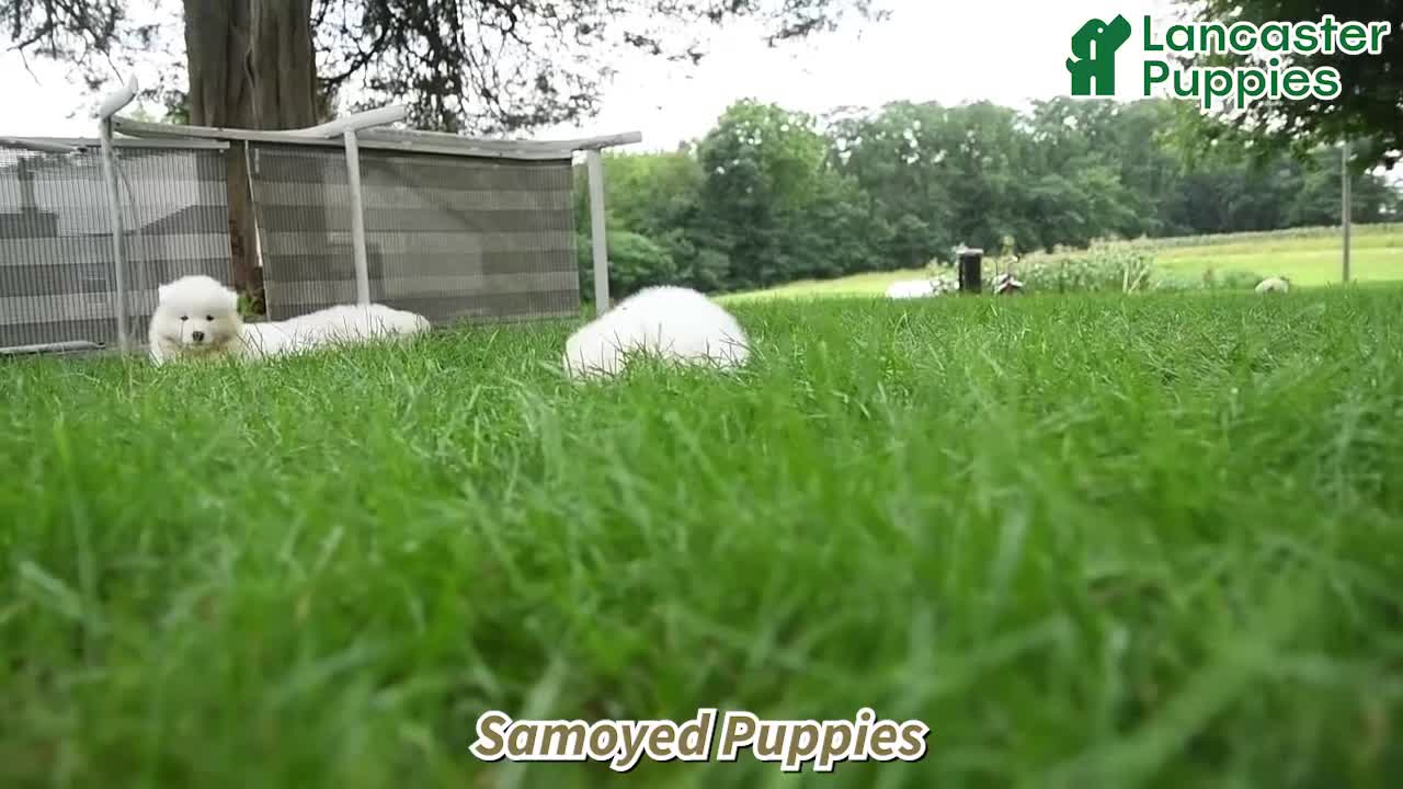 Samoyed dogs for sale: Koladic - Video 1