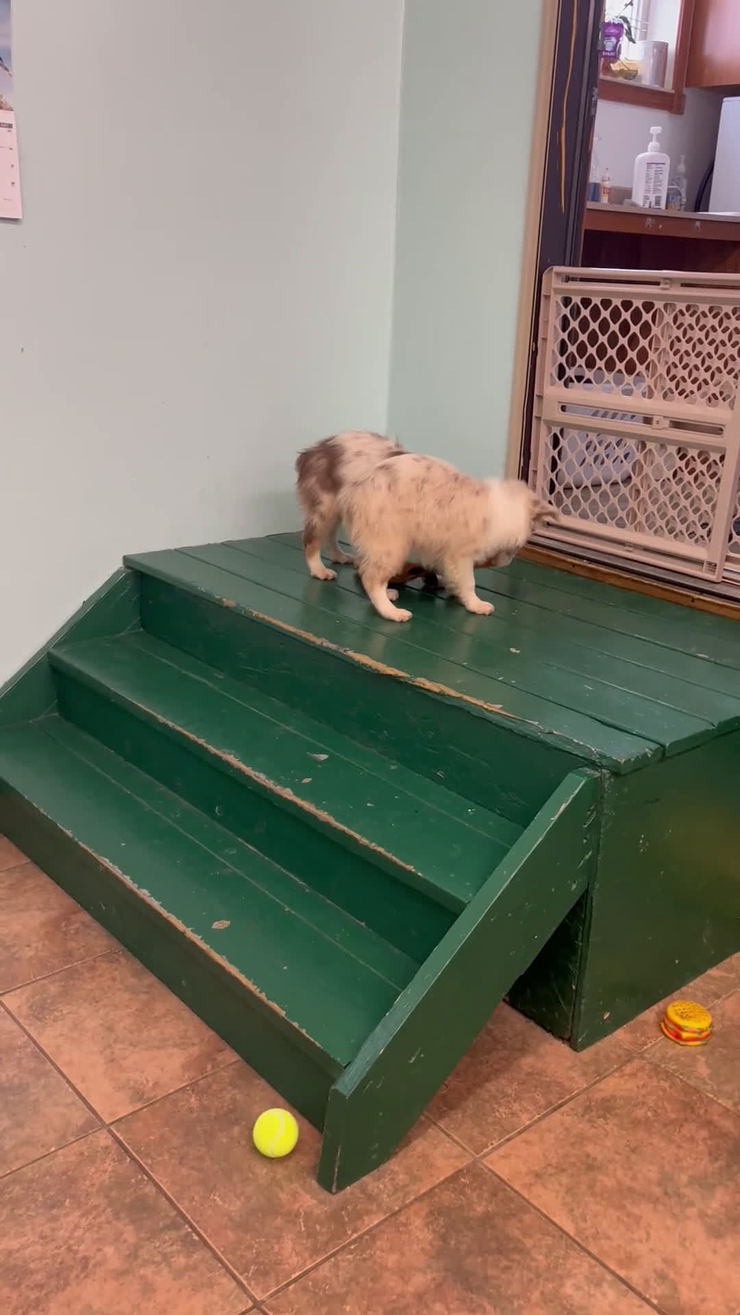 Australian Shepherd dogs for sale: Jollie  - Video 1