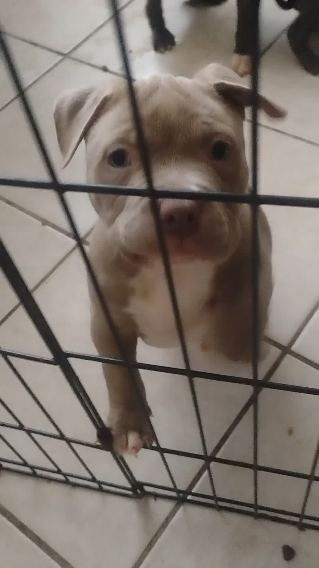 American Bully dogs for sale: American Bully 2 - Video 1
