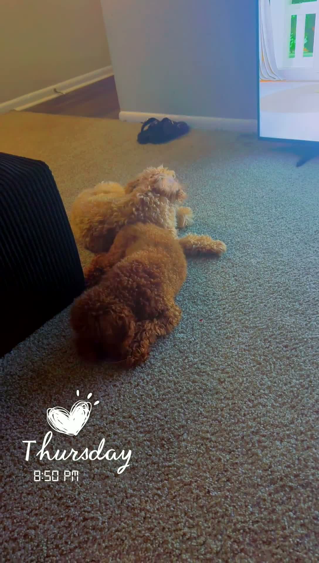 Miniature Poodle dogs for sale: Miniature Poodle - Video 3