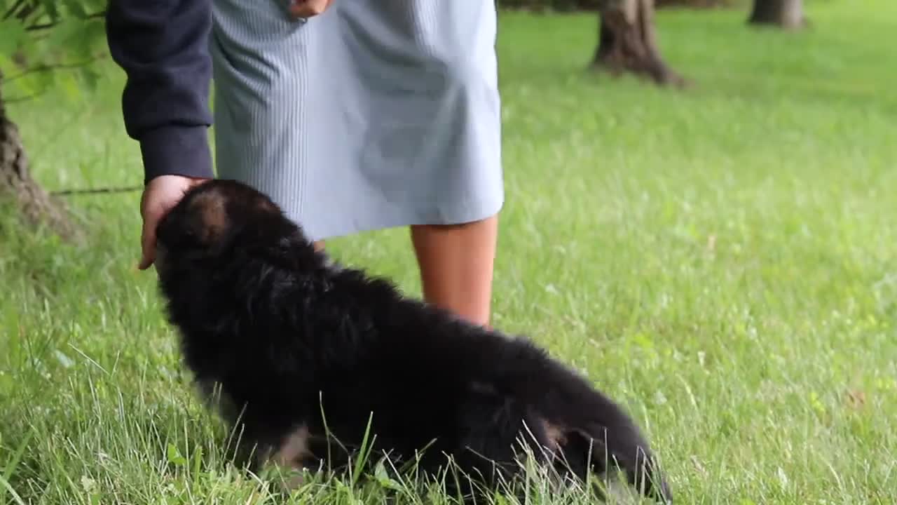 German Shepherd dogs for sale: German Shepherd 2 - Video 1