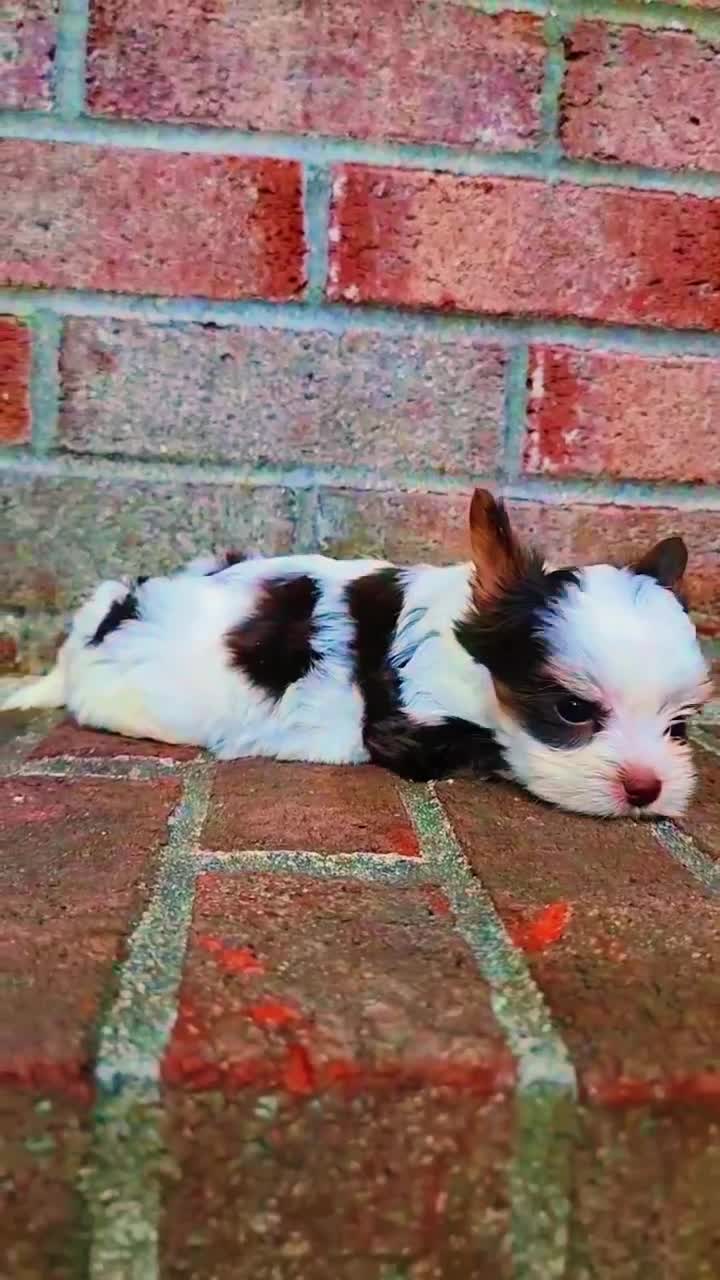Biewer Terrier dogs for sale: Biewer Terrier 1 - Video 1