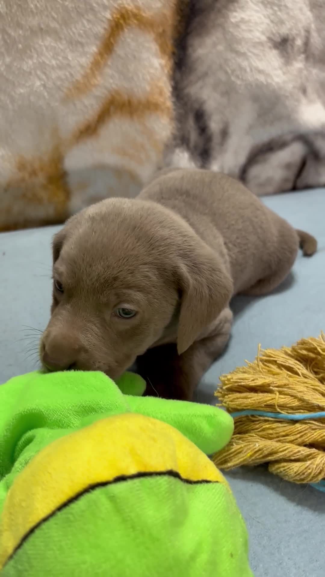 Labrador Retriever dogs for sale: Bella - Video 4