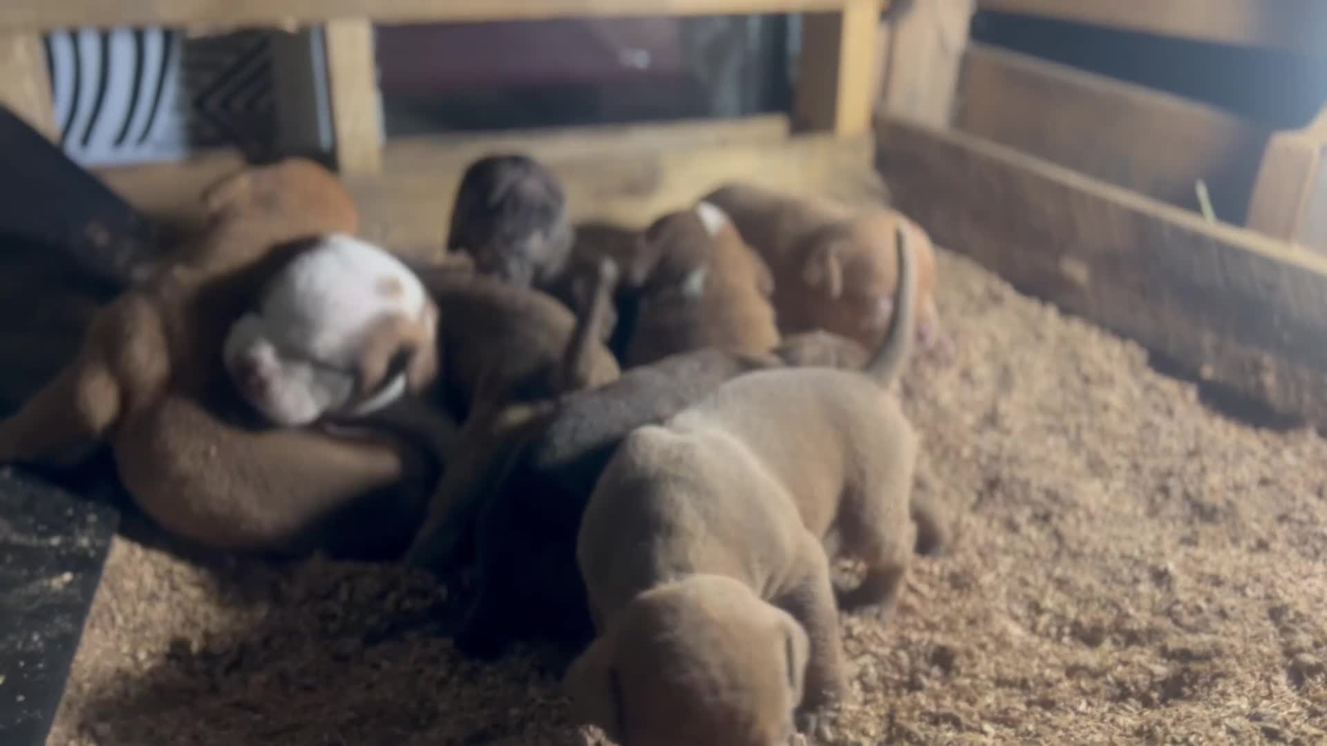 Olde English Bulldogge dogs for sale: Dark chocolate brindle female-Available  - Video 1